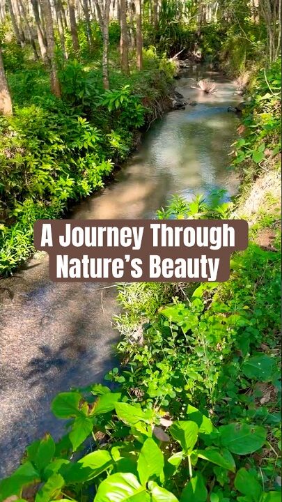 Serenity by the River: A Journey Through Nature’s Beauty